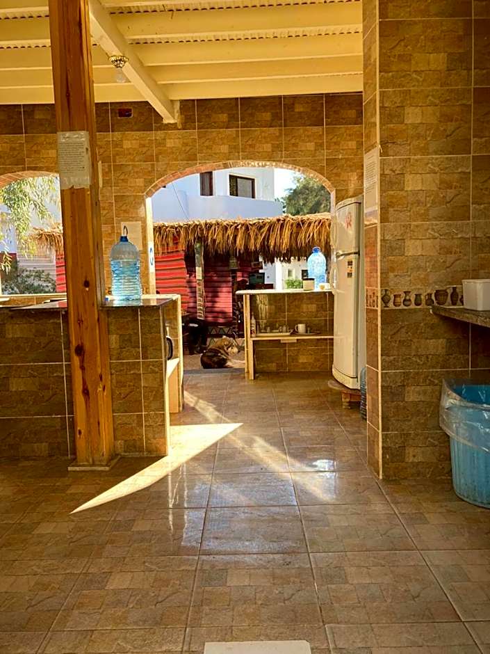 Oasis Fighting Kangaroo