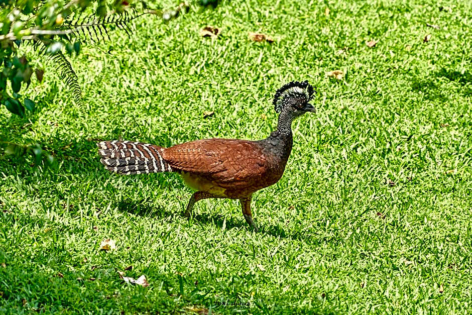 Birds & Breakfast Costa Rica