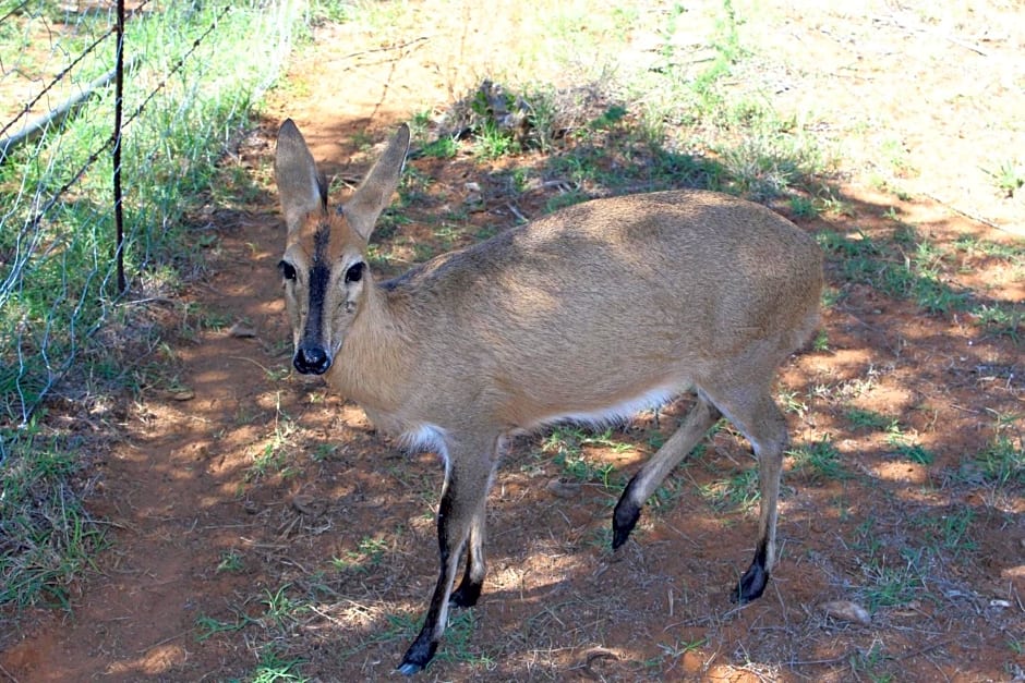 Kameel Rust and Vrede B & B, Camping and Venue