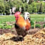 Landpension Pferdekoppel - Self Check-In - B&B mit Schwarzwaldplus Karte