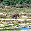 Foxy Crocodile Bush Lodge & Kruger Safaris