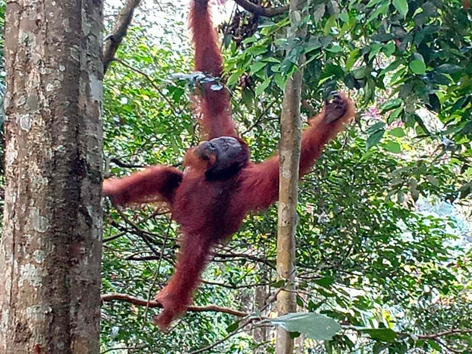 Jungle treking & Jungle Tour if you want to stay here,you must book treking only with us