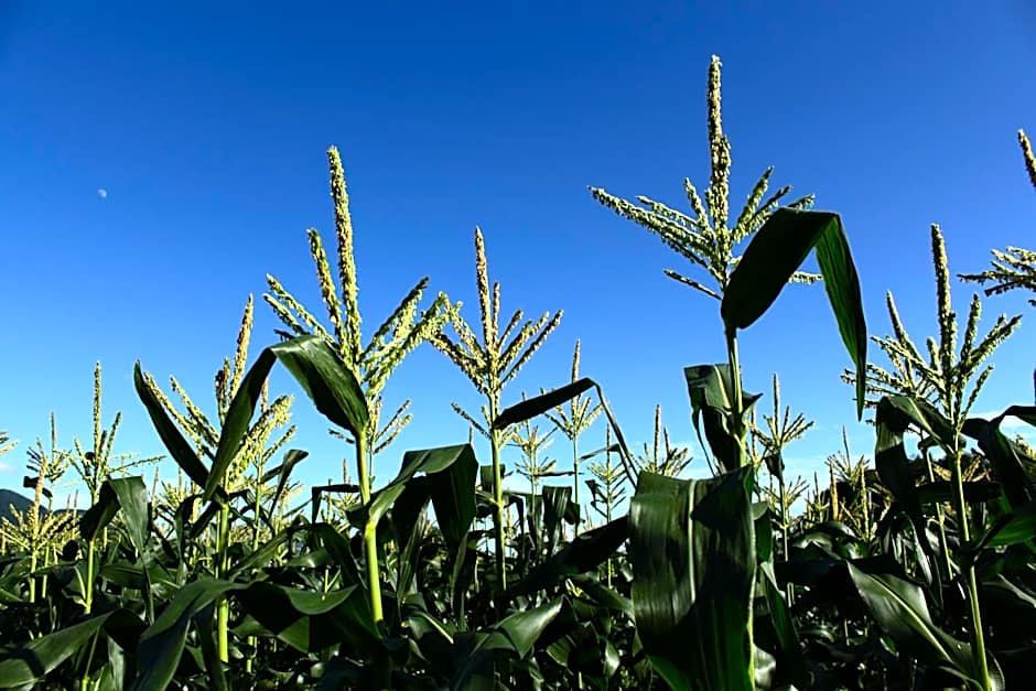 Yatsugatake Grace Hotel