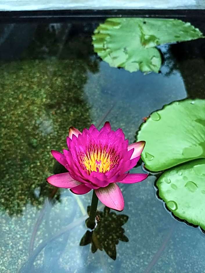 Centro Social Ecoturistico La Alberca