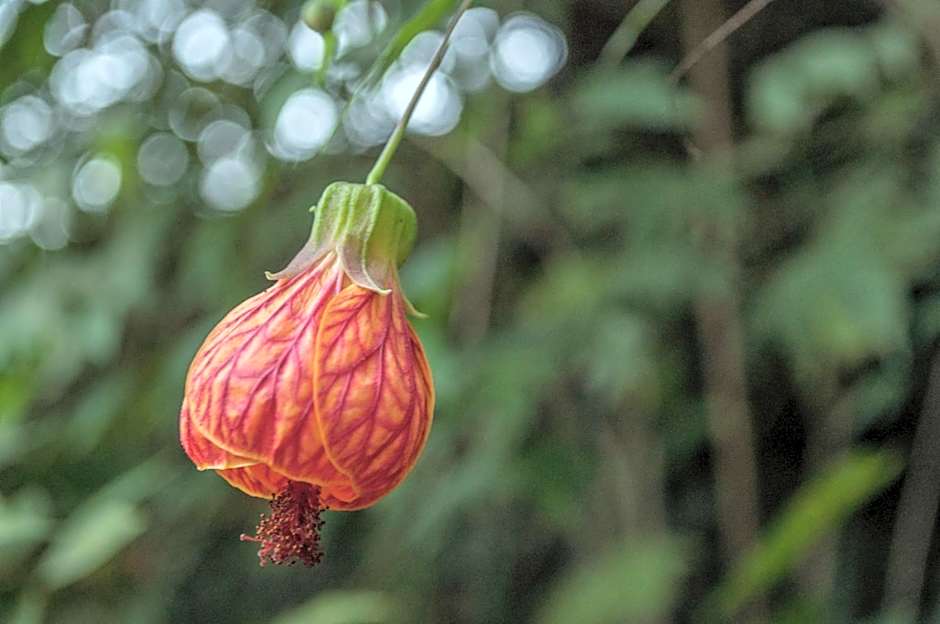 Pousada Flor do Mato