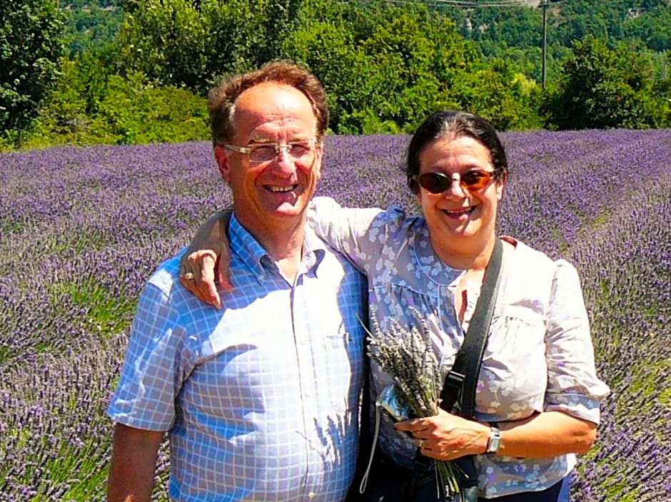 Santolines en Provence