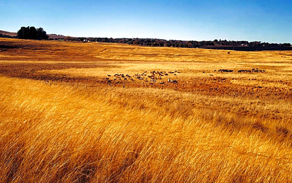 Grey Goose Game Lodge