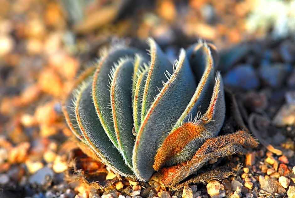 Naries Namakwa Retreat