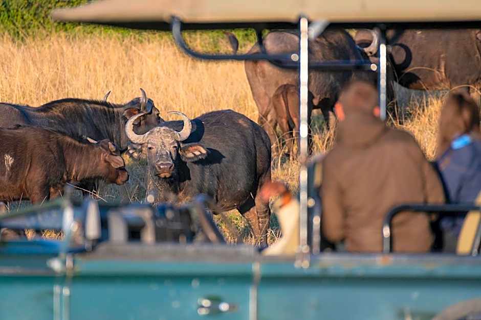 Addo Elephant Safari Lodge - Bellevue Forest Reserve