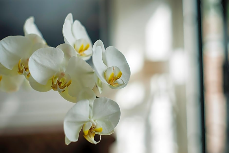 The Alcove Library Hotel