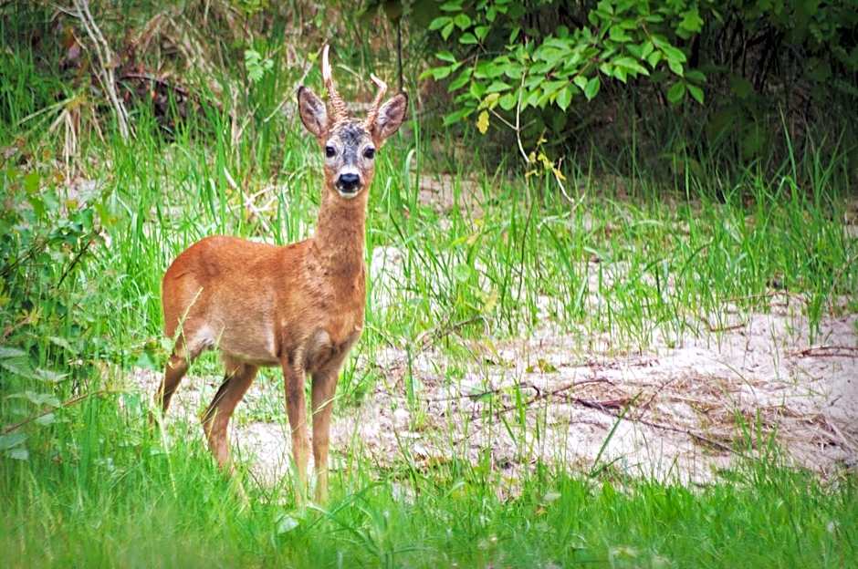 Upstalsboom Apartments Trassenheide