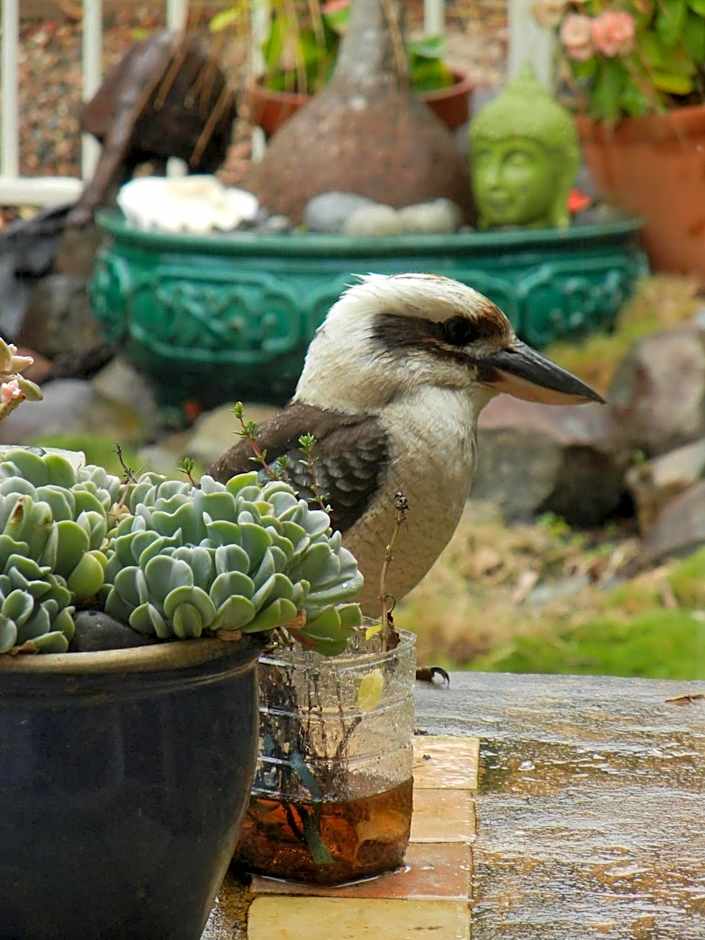 Noosa Valley Manor B&B