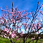 Domaine CANTELOUP