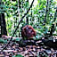Asim Paris Guesthouse & jungle trekking