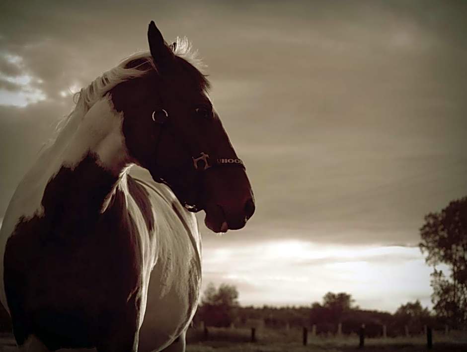 Feniks Agro&Spa Adults Only