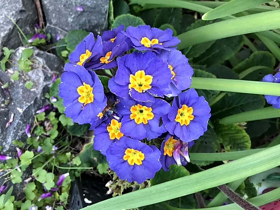 Hillside Bed and Breakfast