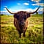 Trossachs Barn & Cabin - boutique B&B