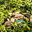 Como Shambhala Estate