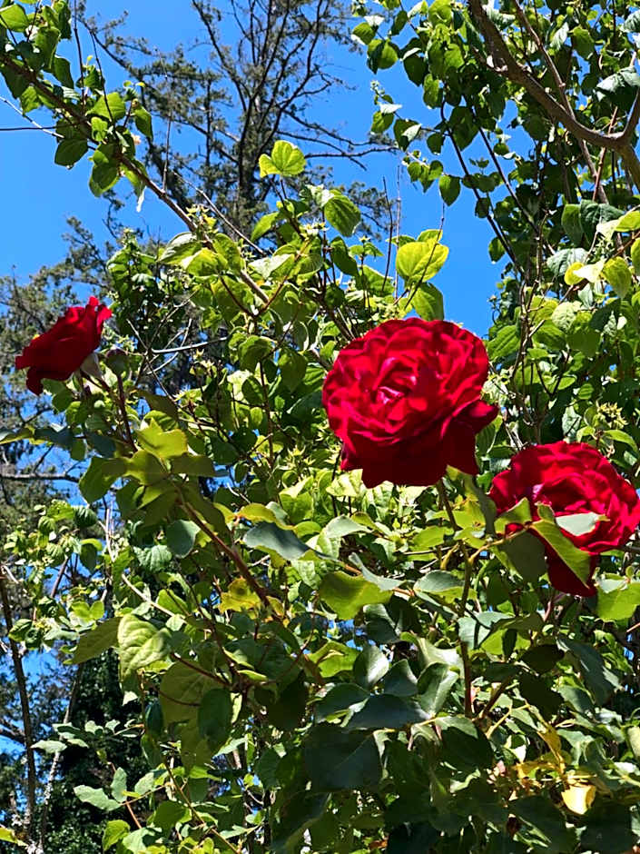 Cycle Inn Bed and Breakfast