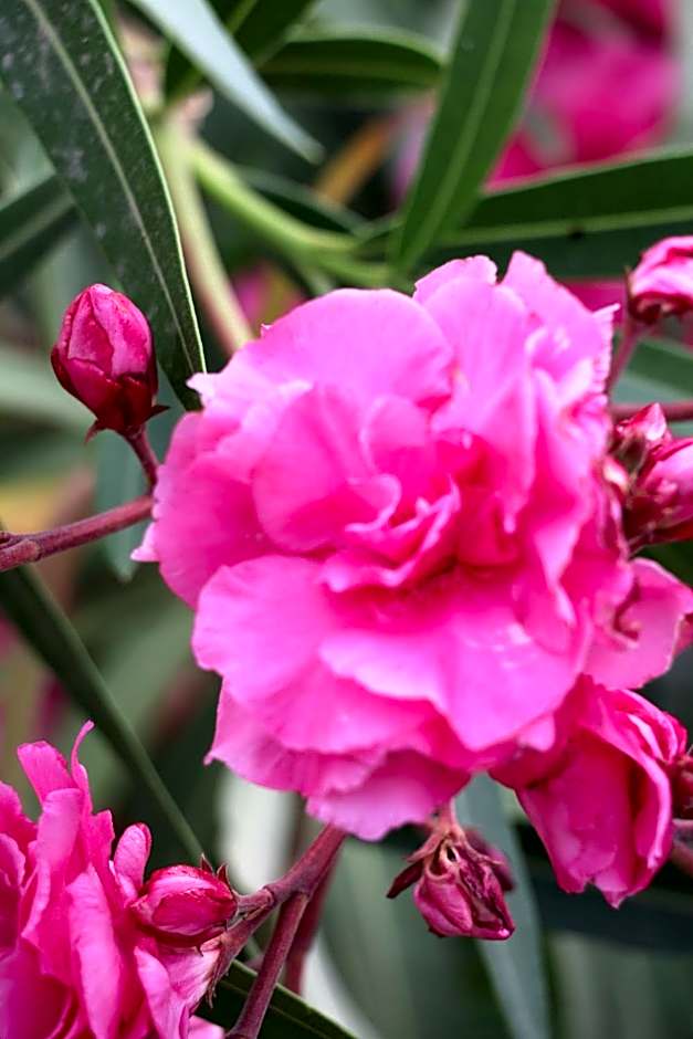 SPIROS & HIROKO Hotel - ADULTS ONLY