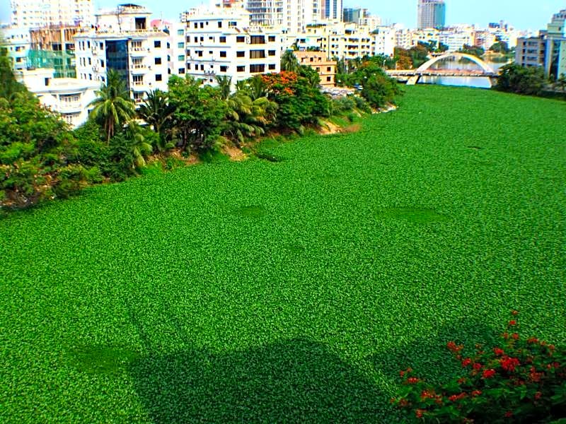 Amazon Lilly Residence