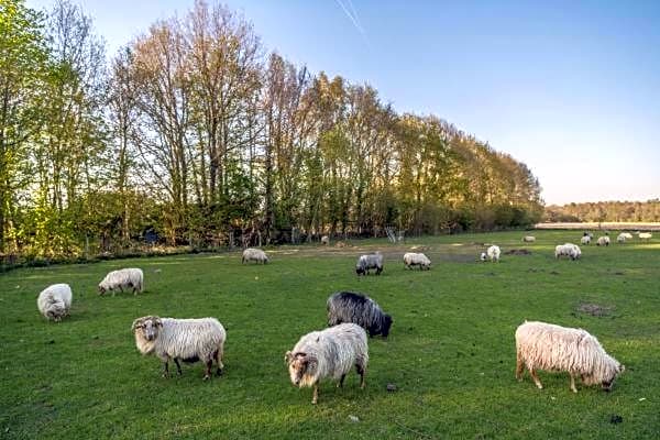 Boerderijkamer Zwanebloem