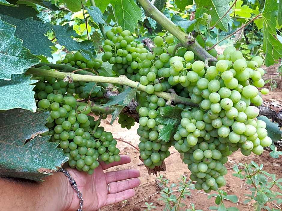 MASSERIA SALENTINA - Esperienza Autentica