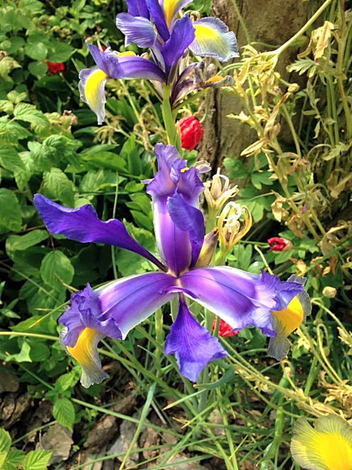 Greenfield Chambres d'Hôtes