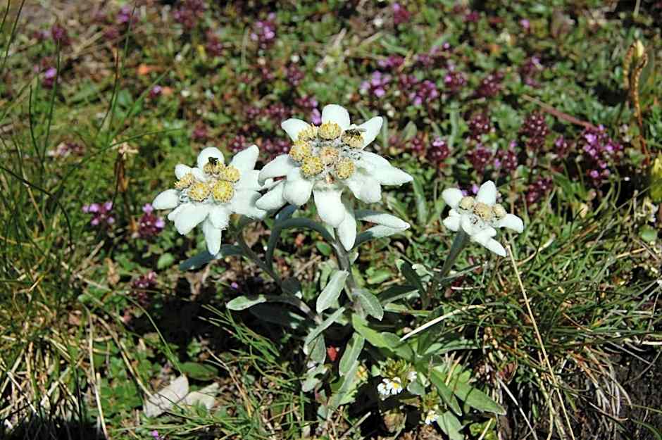 Wanderhotel Taurerwirt