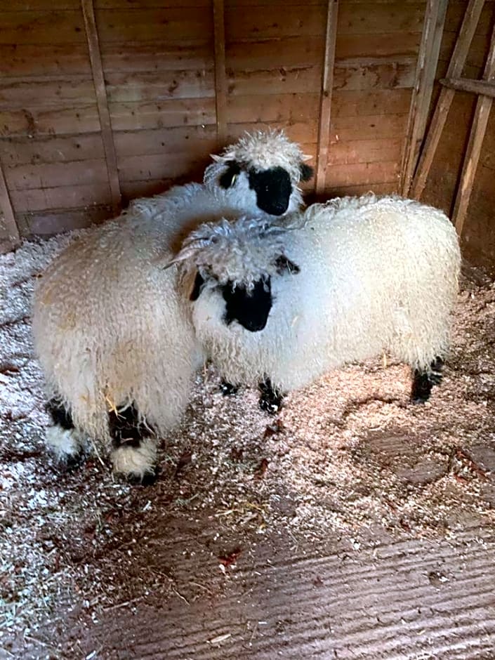 The Reindeer Retreat Daisy Double