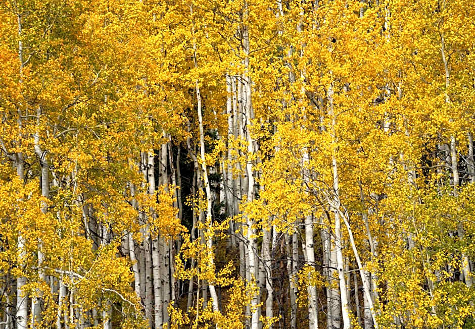 Aspen Springs Angel Fire