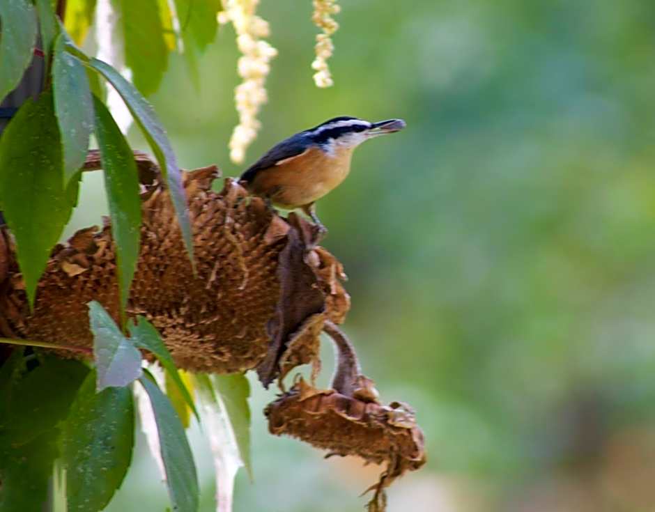 Windborne Bed & Breakfast