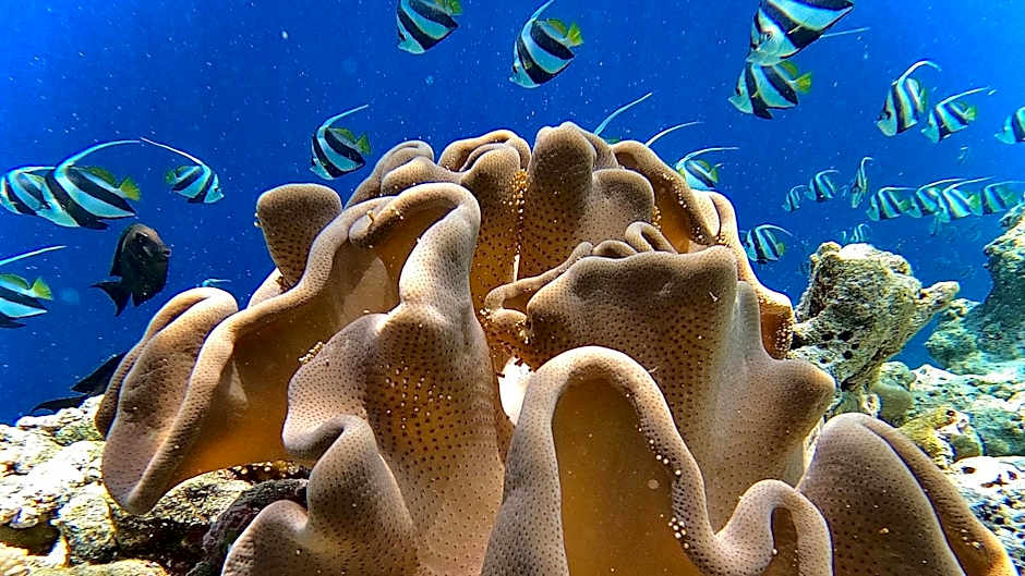 Thari Fushi Luxury Maldives -All Excursions Included -