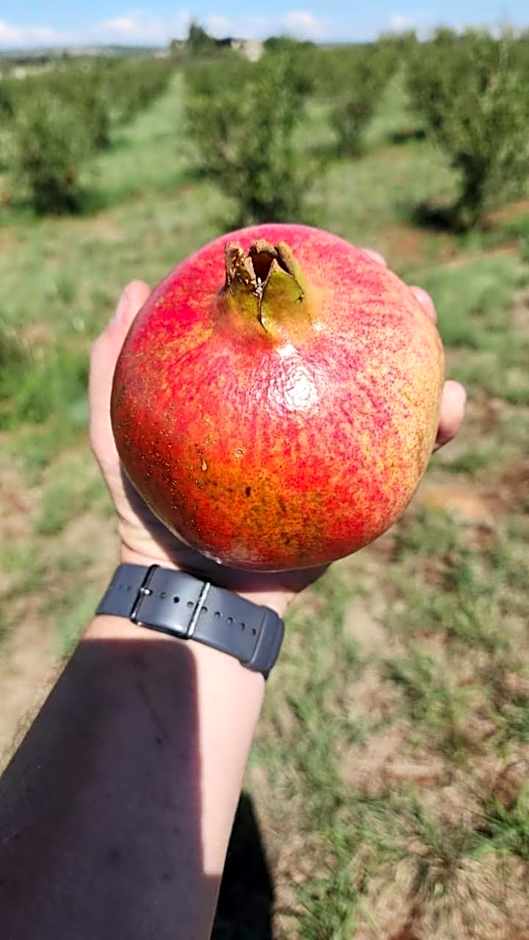 Ruby Granatum