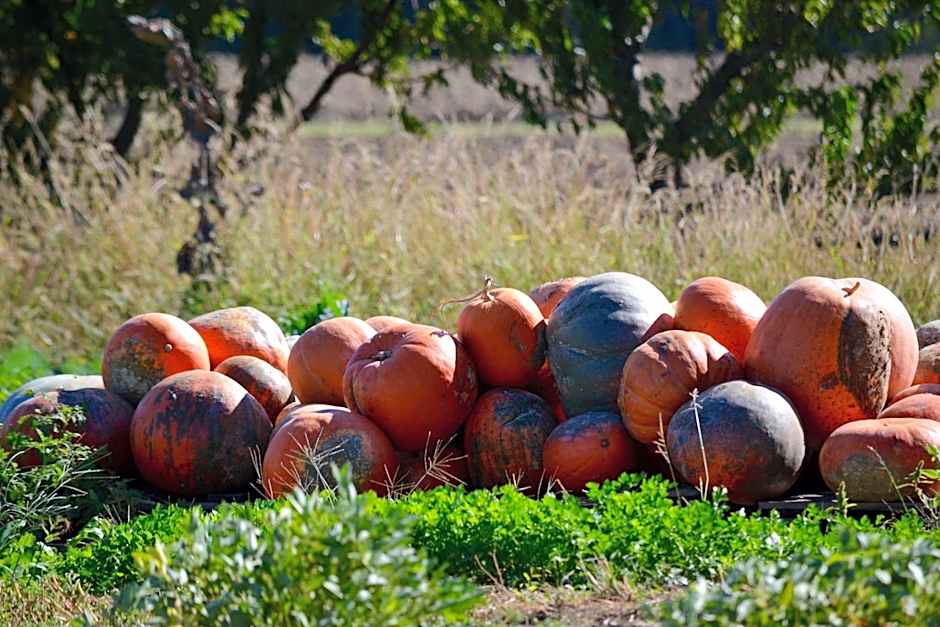 Luconi Affittacamere