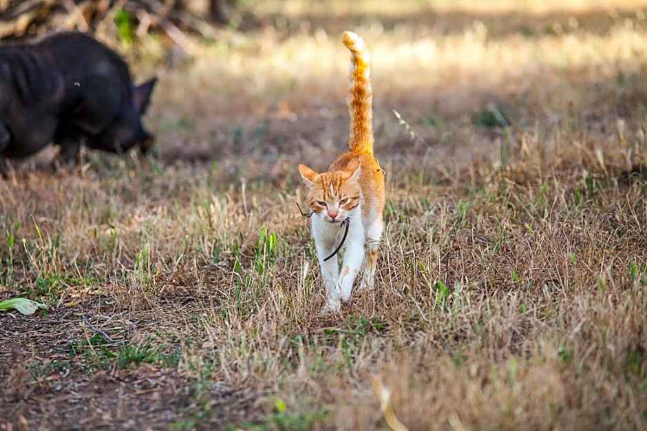 Il Gallo Con Gli Stivali