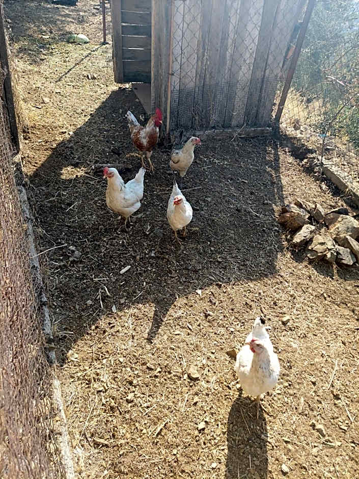 KAZDAĞLARI ZEYTUNİHAN BUTİK OTEL