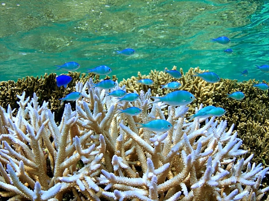 Hotel Seabreeze Coral