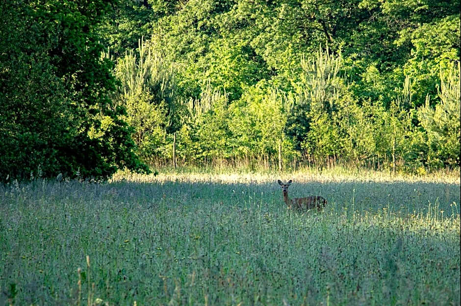 Heidebos