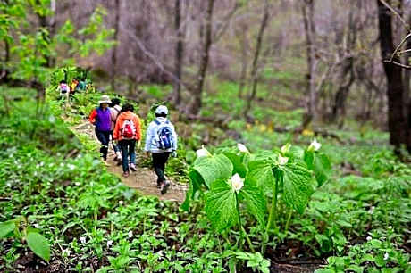 Gangwon Gombaeryeong Evergreen