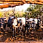 aha Lesedi African Lodge & Cultural Village