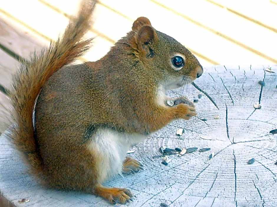Lonely Rock Seaside Bungalows