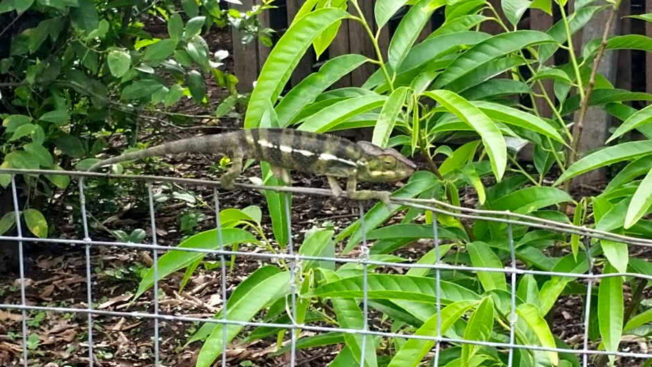 GITE-Hotel LA CAZ DES ORANGERS