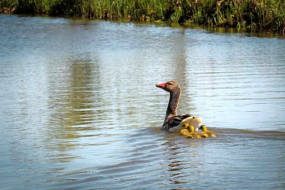 LivingIn Delta - Casa de Vacanta