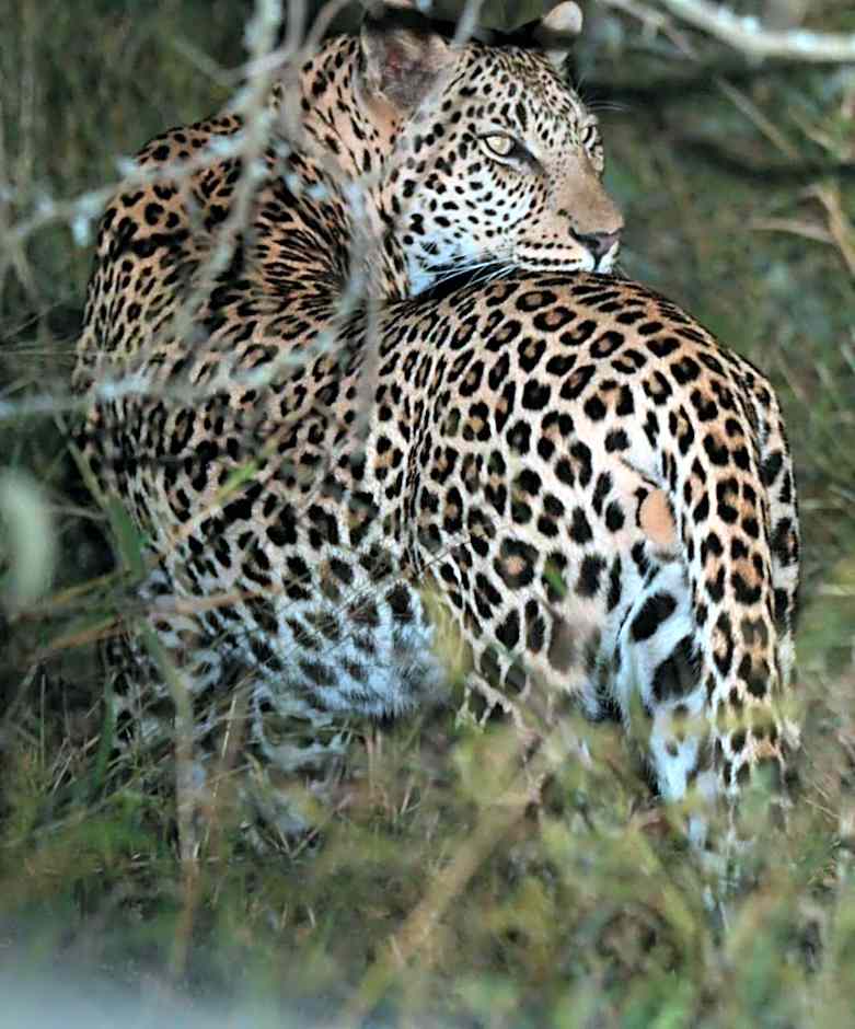 Lindiwe Safari Lodge