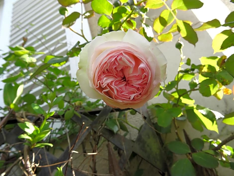 L'escalier des rêves