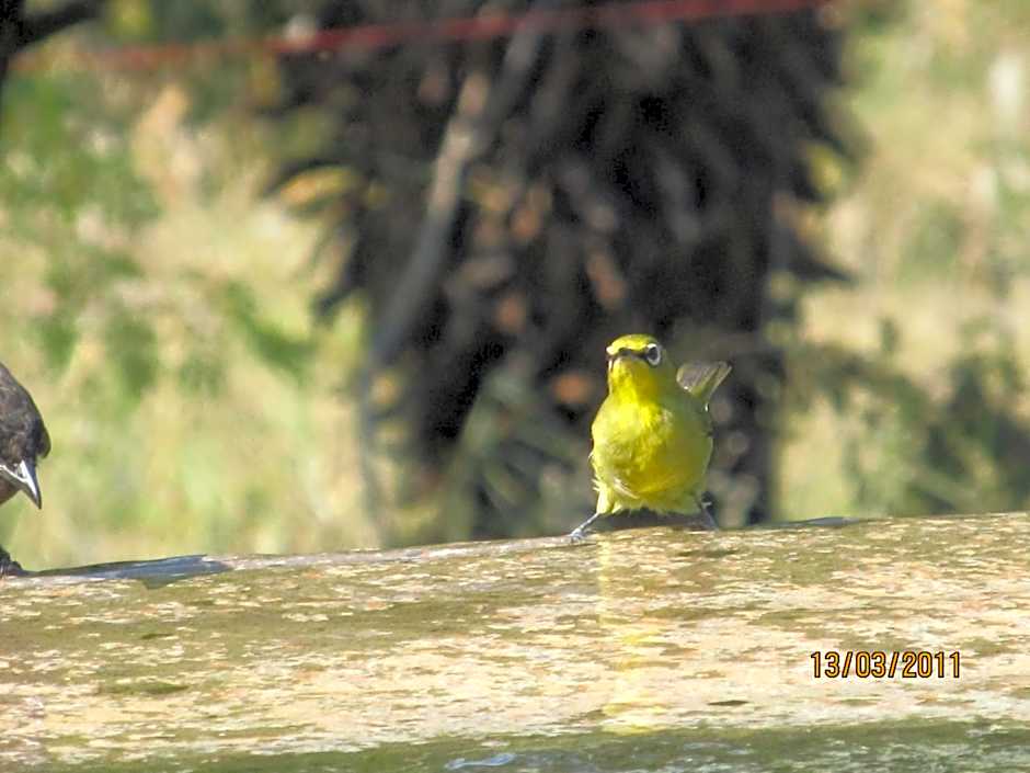 Aloe View Rock Lodge