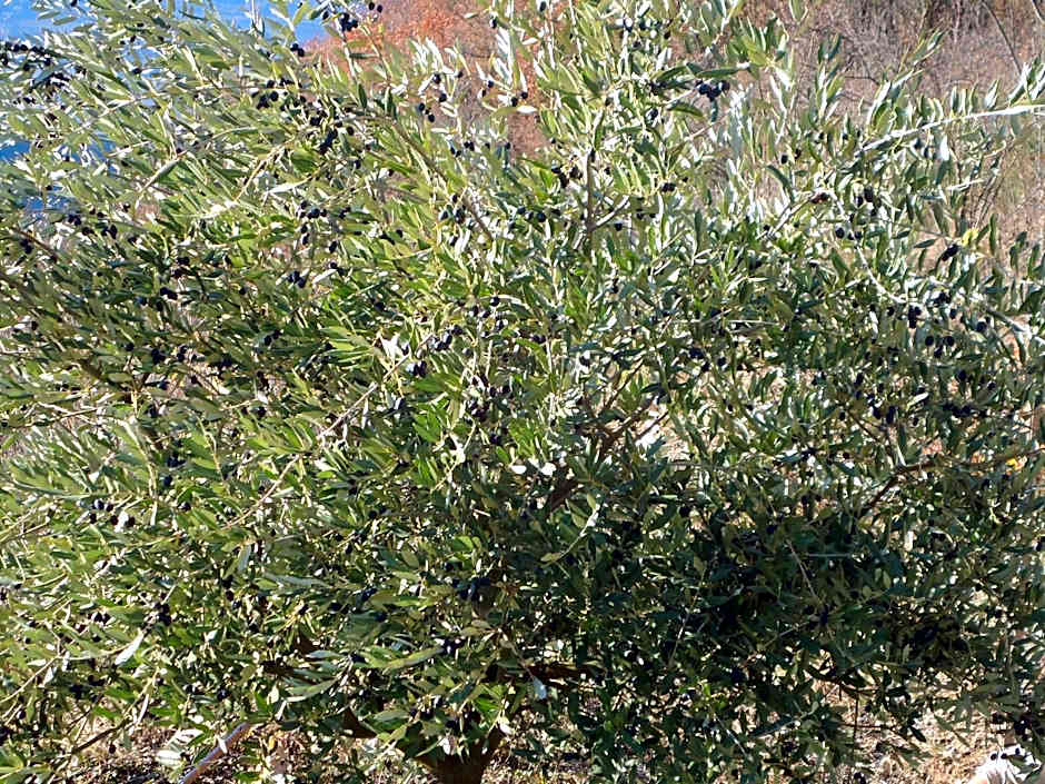 Appartamenti Camere Masi Brenta