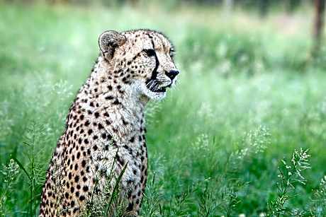 Emdoneni Lodge with Zululand Cat Conservation Project