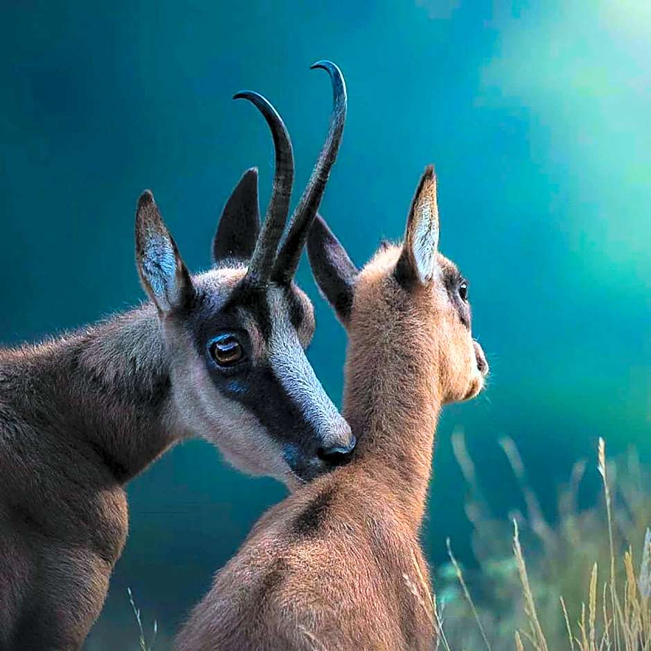 HOTEL HOLIDAYS a Barrea - Natura, Relax e Benessere nel Parco d'Abruzzo